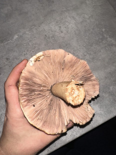 Гриб из Киев