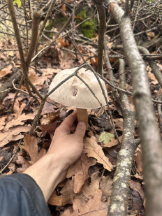 Гриб из Киев