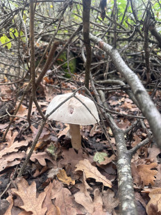 Гриб из Киев