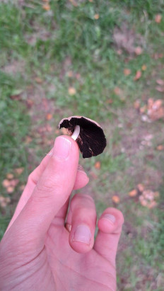 Гриб из Лондон, парк