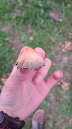 Гриб из Лондон, парк