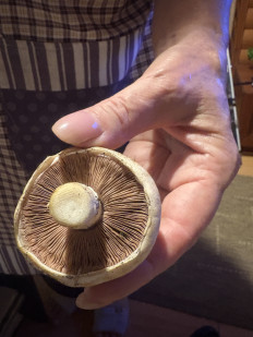 Гриб из Село Крым