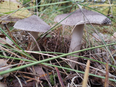 Рядовка землисто-серая