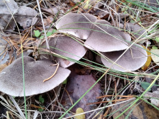 Рядовка землисто-серая