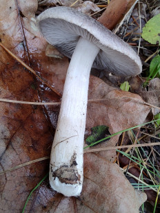 Рядовка землисто-серая