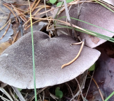 Рядовка землисто-серая