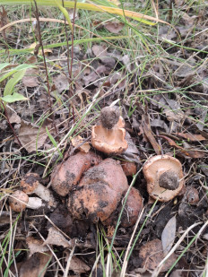 Гриб из Гомель