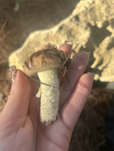 Гриб из Севастополь