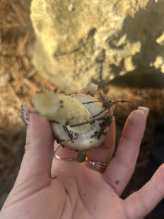 Гриб из Севастополь