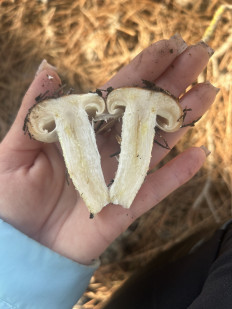 Гриб из Севастополь