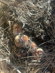 Гриб из Севастополь