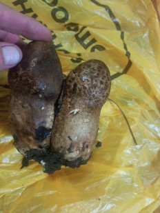 Гриб из Краснодар