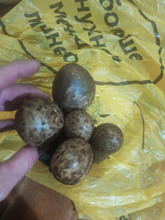 Гриб из Краснодар