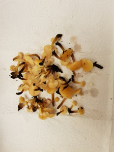 Гриб из Петербург