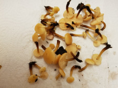 Гриб из Петербург