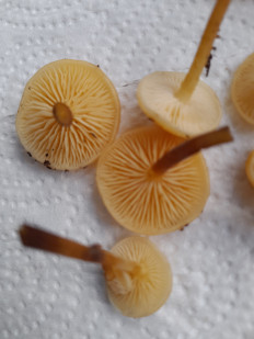 Гриб из Петербург