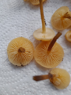 Гриб из Петербург