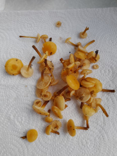 Гриб из Петербург