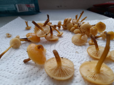 Гриб из Петербург