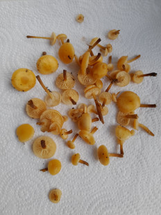 Гриб из Петербург