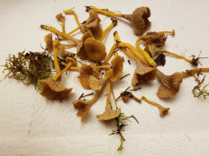 Гриб из Петербург