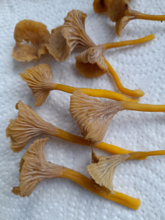 Гриб из Петербург