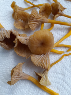 Гриб из Петербург