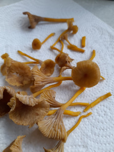 Гриб из Петербург