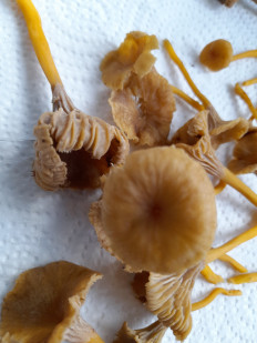 Гриб из Петербург