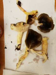 Гриб из Петербург