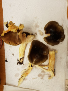 Гриб из Петербург