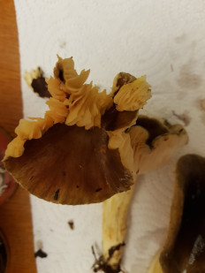 Гриб из Петербург