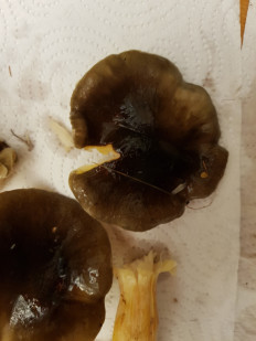 Гриб из Петербург