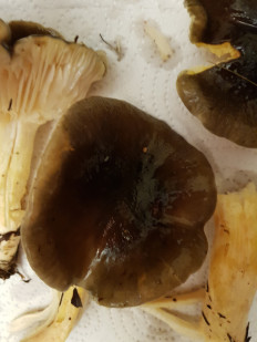 Гриб из Петербург