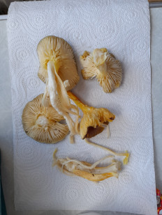 Гриб из Петербург