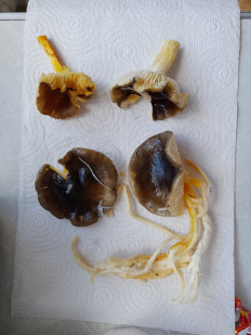 Гриб из Петербург