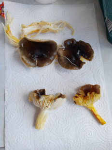 Гриб из Петербург