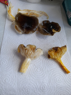 Гриб из Петербург