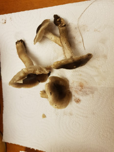 Гриб из Петербург