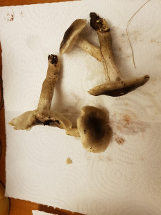 Гриб из Петербург