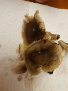 Гриб из Петербург