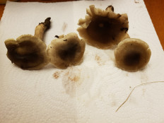 Гриб из Петербург