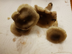 Гриб из Петербург