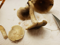 Гриб из Петербург