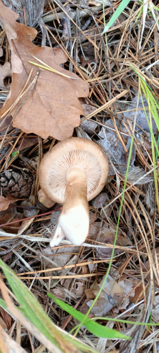 Гриб из Киев