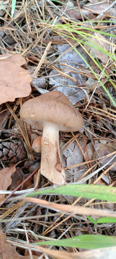 Гриб из Киев