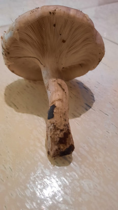 Гриб из Симферополь