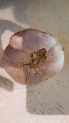 Гриб из Симферополь