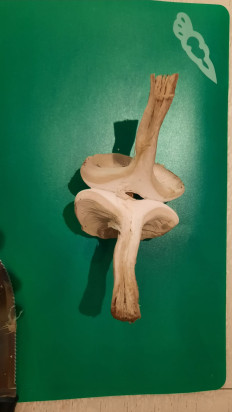 Гриб из Симферополь