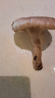 Гриб из Симферополь